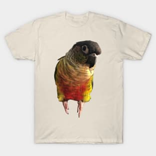 Green Cheek Conure Parrot Bird design, Love for birds T-Shirt